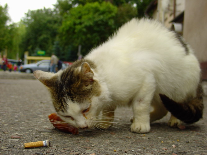 Pan kotek w czasie pory obiadowej