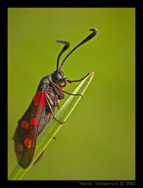 Kraśnik sześcioplamek (Zygaena filipendulae)