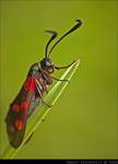 Kraśnik sześcioplamek (Zygaena filipendulae)