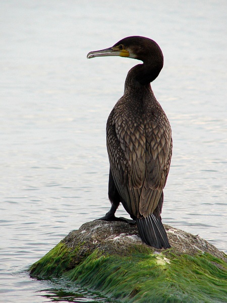 kormoran czarny " phalacrocorax carbo"