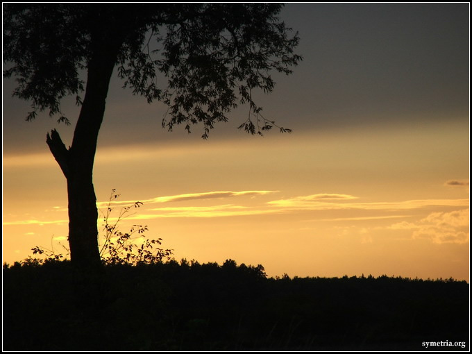 tree of rising sun