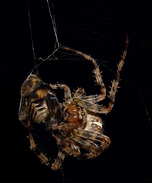 Krzyżak ogrodowy / Araneus diadematus