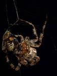 Krzyżak ogrodowy / Araneus diadematus