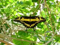 Thoas Swallowtail