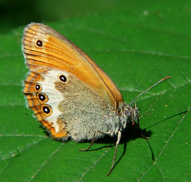 słoneczny motyl