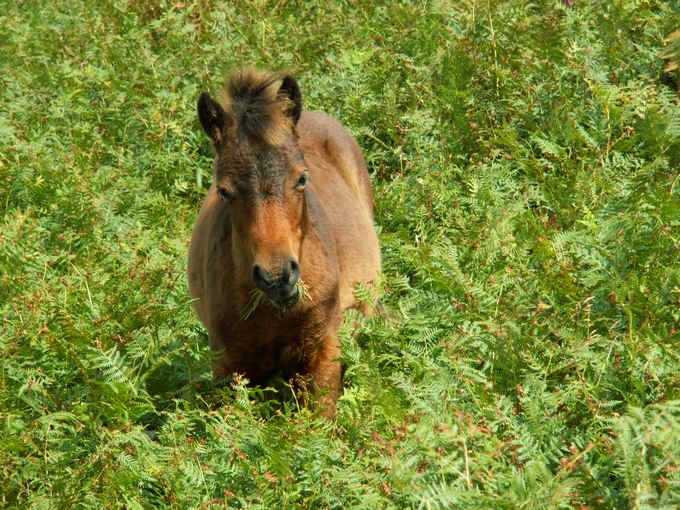 Pony Of Dartmoor