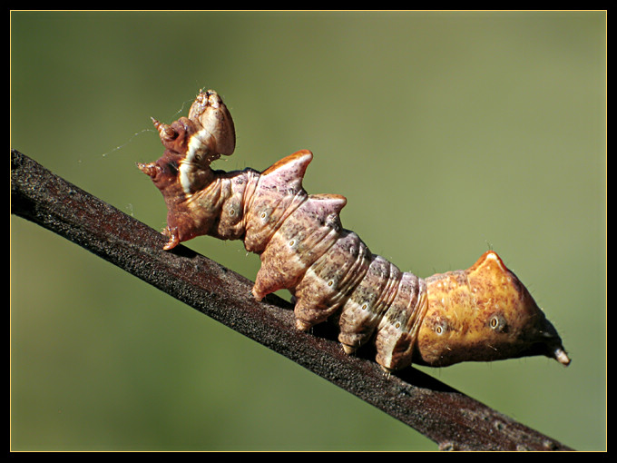 Kamuflaż