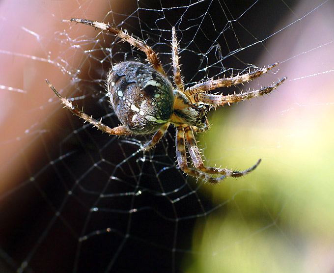 aranea domestica