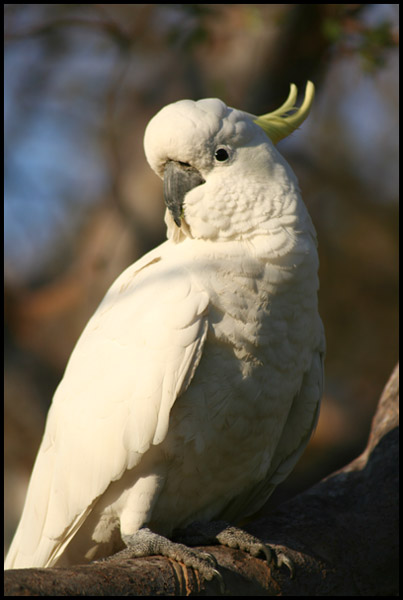 White Cockatoo