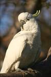 White Cockatoo