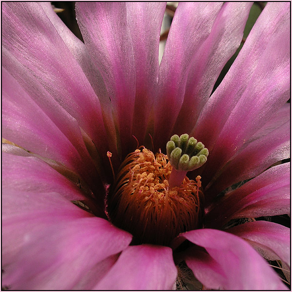 Echinocereus fitchii