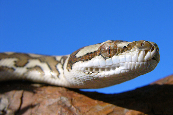 Morelia Spilota Mcdowelli