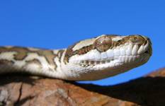 Morelia Spilota Mcdowelli