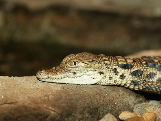 Caiman Crocodillus