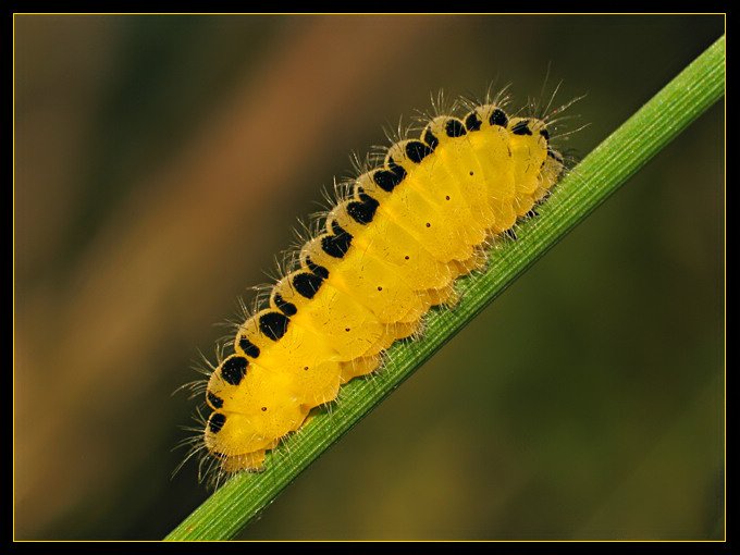 Cytrynowa galaretka