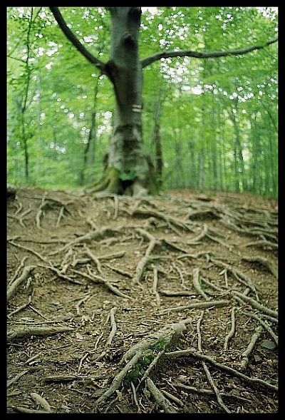 Roots...i znowu Bieszczady