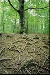 Roots...i znowu Bieszczady