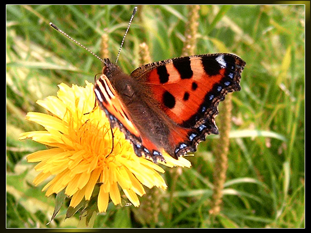 Motyl