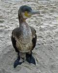 Kormoran