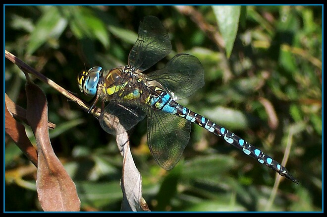 żagnica jesienna (aeshna mixta)