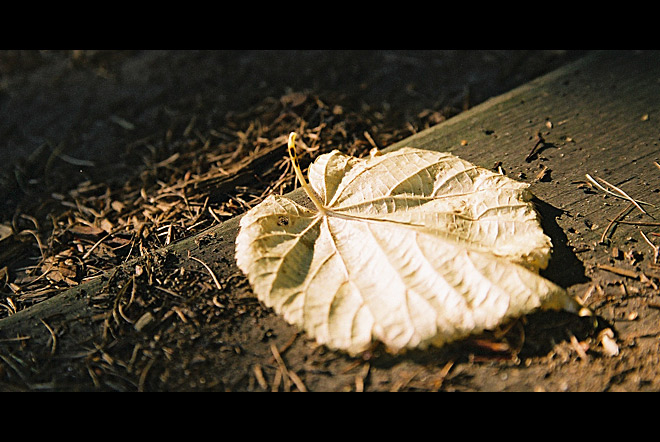 początki jesieni