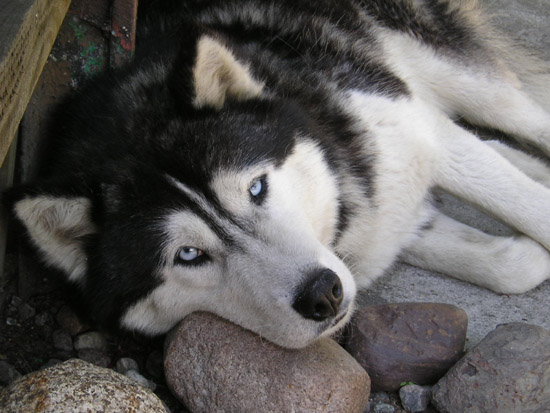 siberian husky