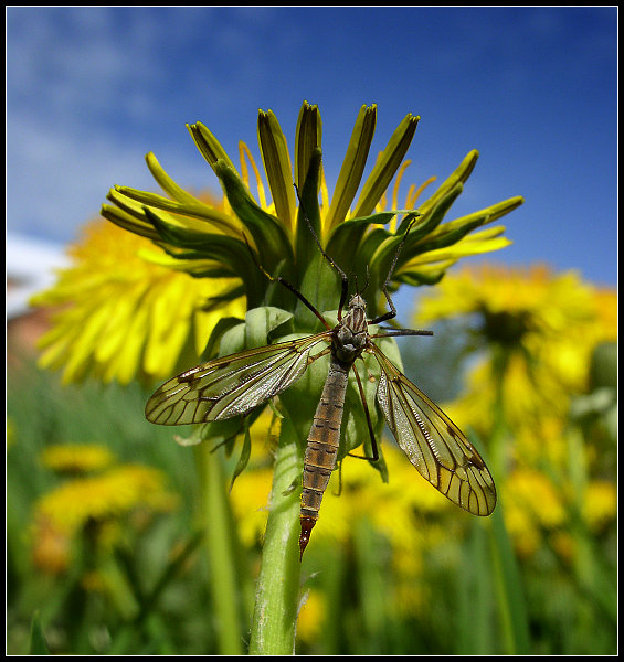 EntomoGrafia