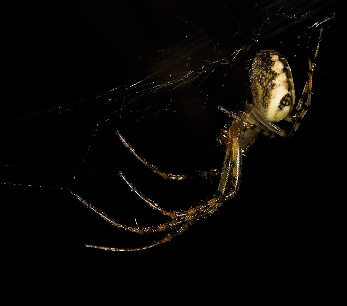 Osnuwik. Linyphia sp.