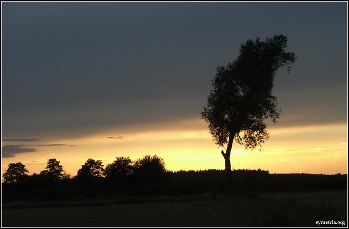 tree of rising sun