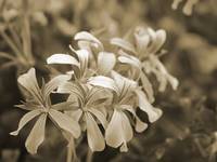 Pelargonie...