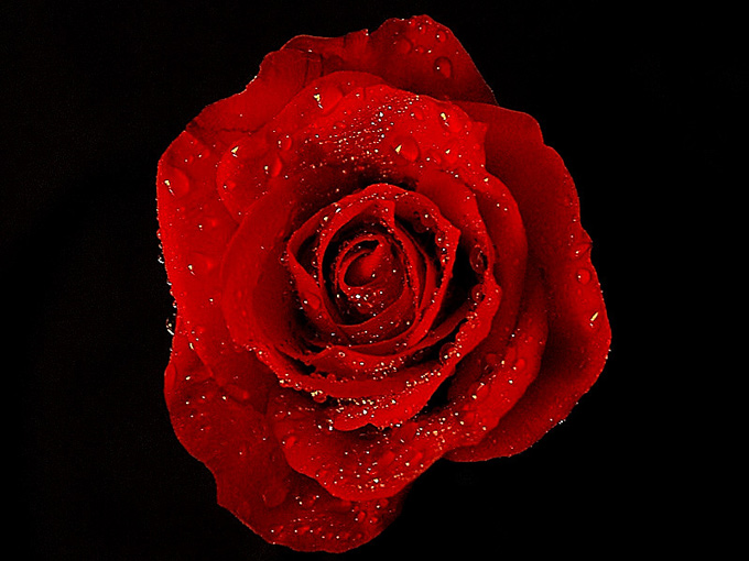 Red Rose