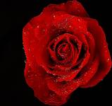 Red Rose