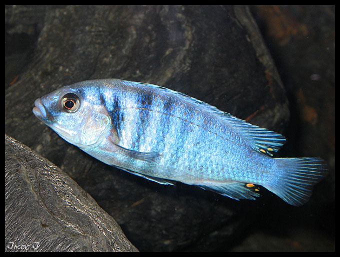 labidichromis chisumulae