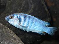 labidichromis chisumulae