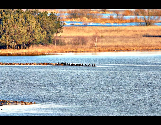 Narew