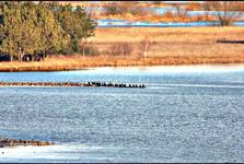 Narew