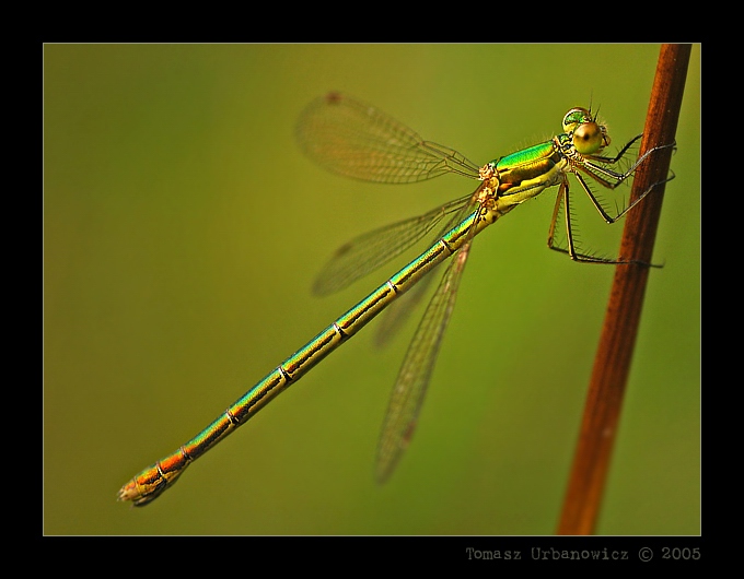 Pałątka pospolita (Lestes sponsa)