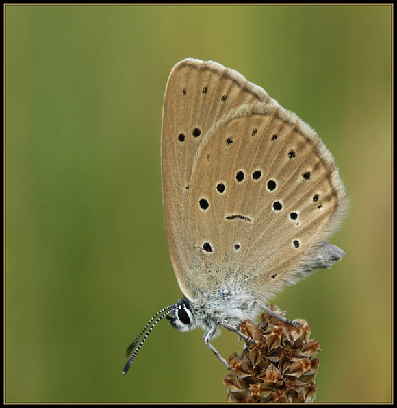 Modraszek telejus (Maculinea teleius)