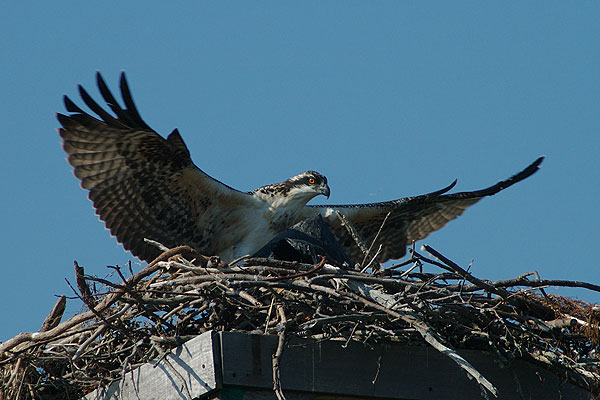 rybolow-osprey