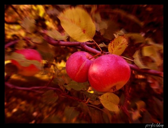 apples