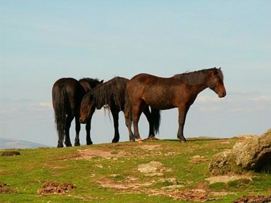 Wild, wild horses...