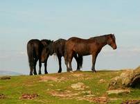 Wild, wild horses...