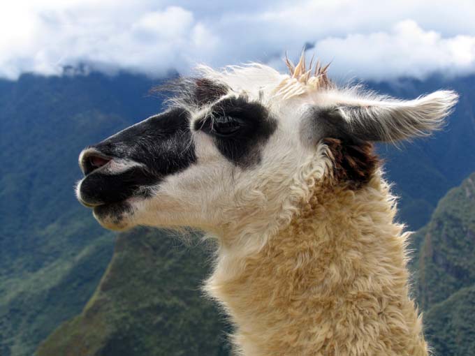 Strażnik Machu Picchu