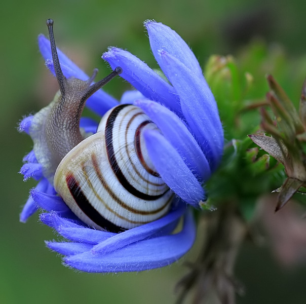 domek z ogrodem