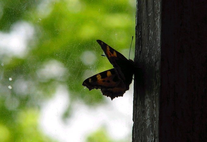 Motyl okienny