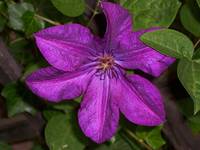 Clematis