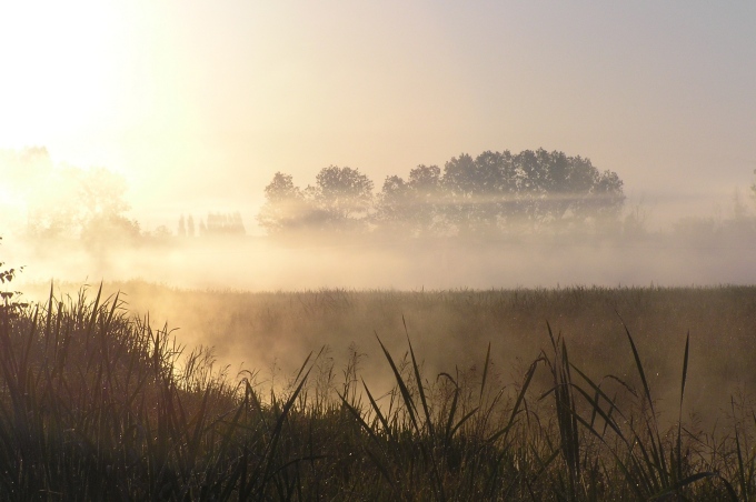 Tuż po świcie nad bagnami