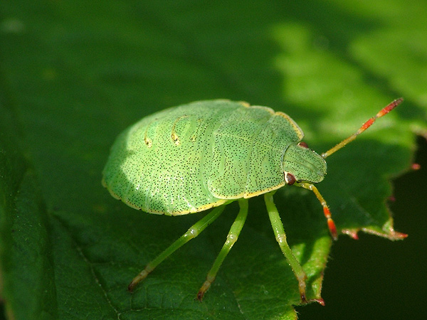 Przygarnij Kropka