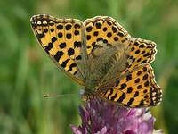 Dostojka Latonia (Issoria lathonia)