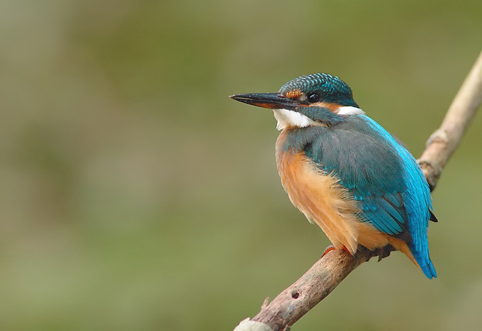 Kingfisher